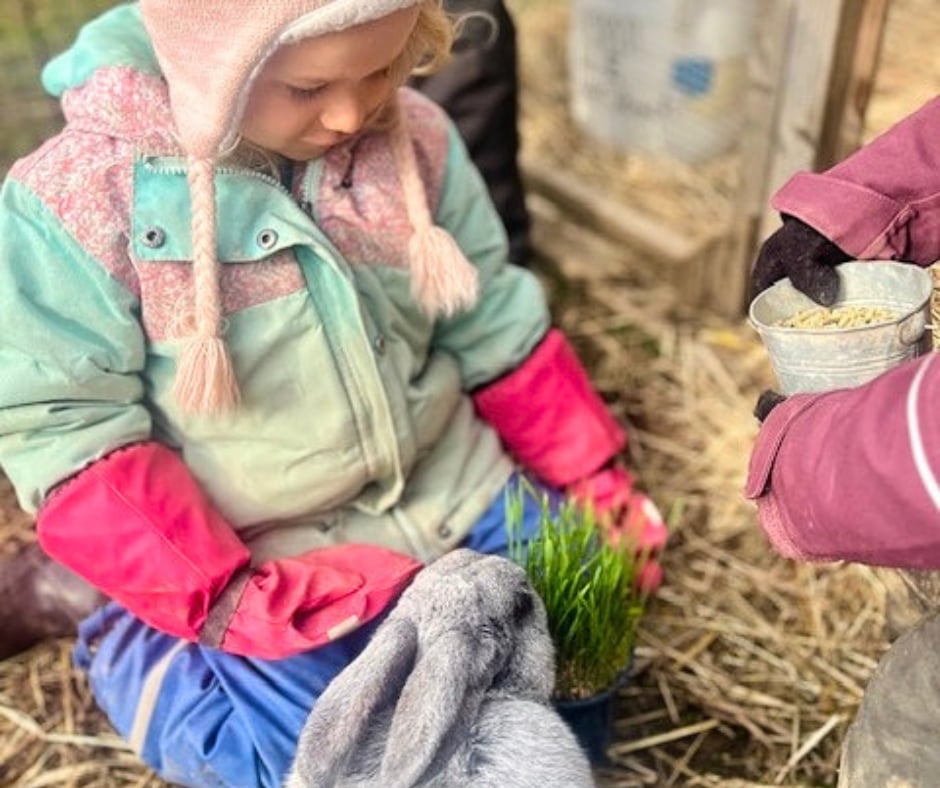 A young child in a knit hat and snowsuit sitting in the straw beside a gray rabbit, offering it fresh grass