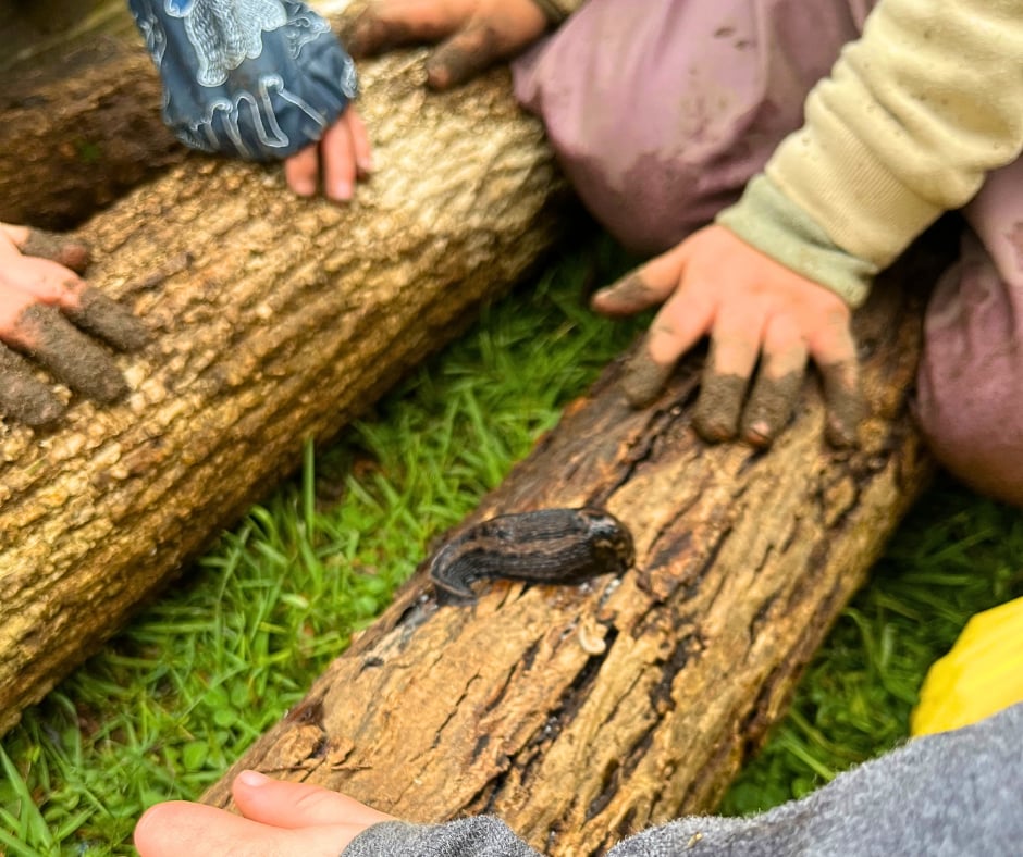 Children's muddy hands lifting a fallen log in the grass to reveal a slug on the bark underneath