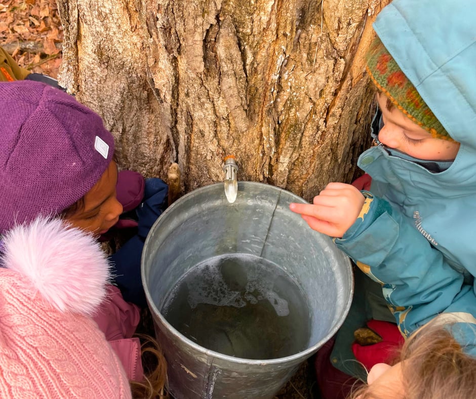 Children in winter hats gathered around a metal sap bucket hanging from a maple tree, watching the sap drip from the tap