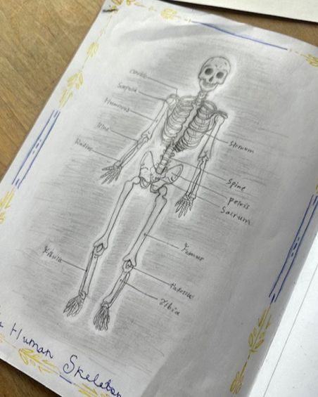 A detailed skeleton drawing in a student's main lesson book