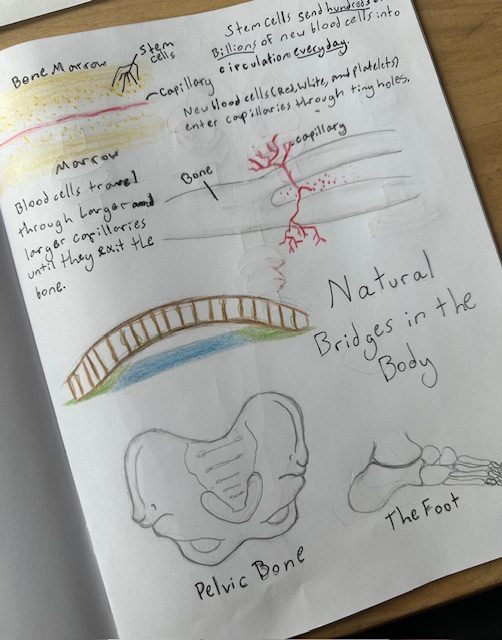 A physiology main lesson book page with a hand-drawn skeleton