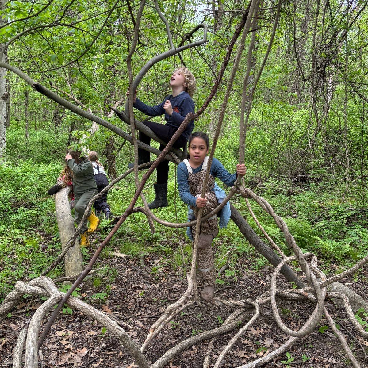 Students clambering over fallen logs in the forest