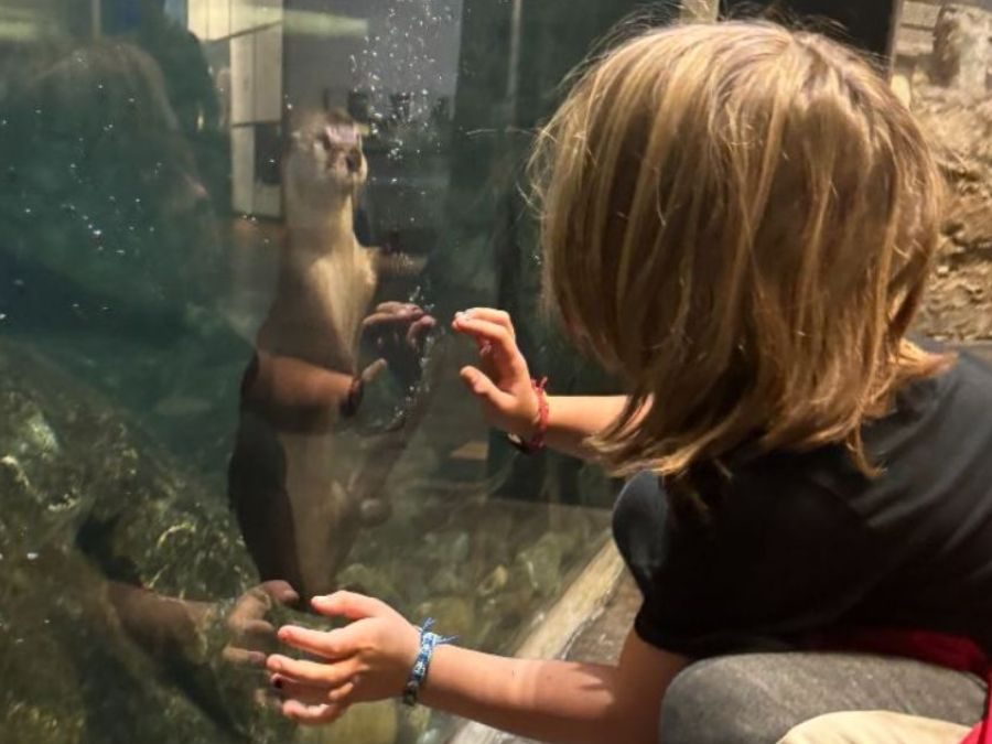 A child watching an otter through the glass at The Wild Center
